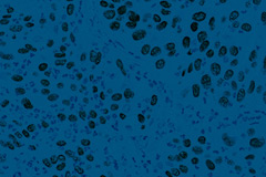 p40 IVD Monoclonal Antibody